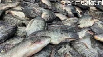 سعره يرتد.. تحديث قائمة أسعار السمك البلطي داخل أسواق القليوبية اليوم